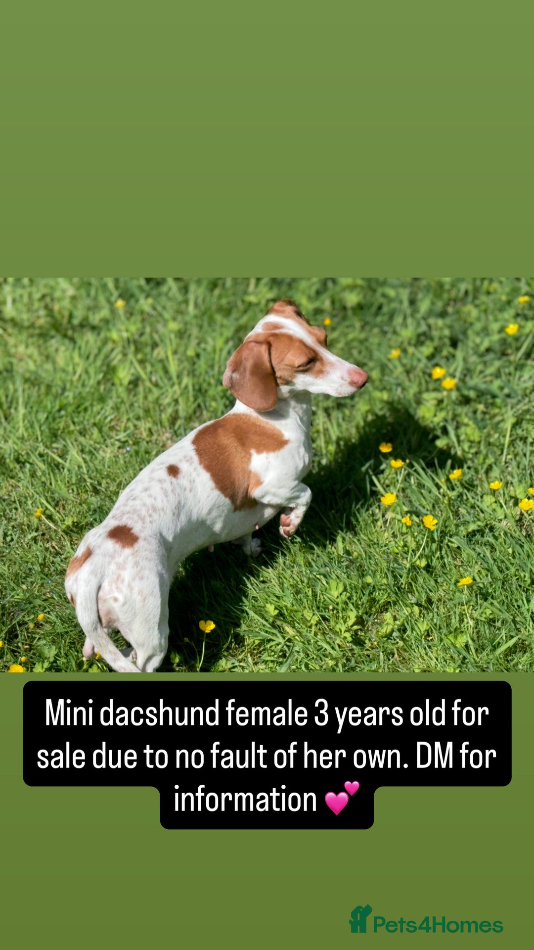 Miniature Dachshund dogs for sale: Beautiful mini dachshund for sale  - Image 1