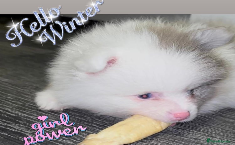 Pomeranian dogs - Advert 4