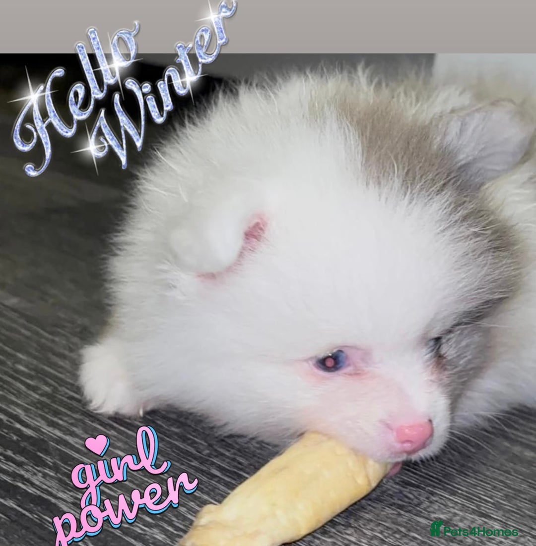 Pomeranian dogs for sale: ✨🐶Small Teddy Bear🧸 SKY🩵BLUE EYE 👀POMS🐶✨ - Advert 8
