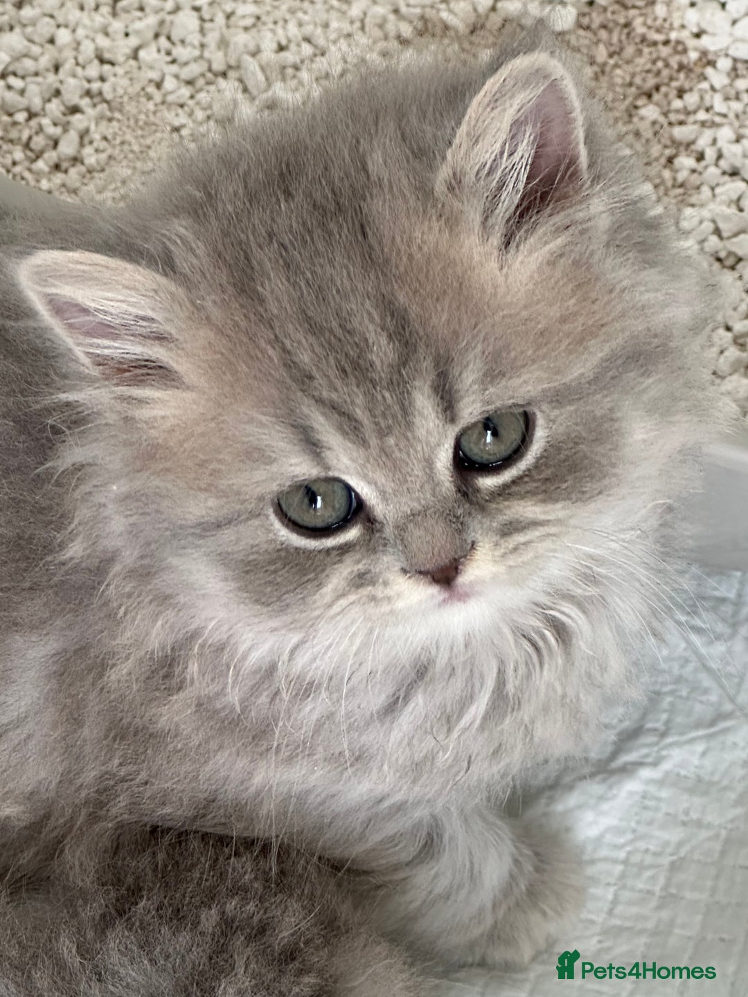 British Longhair cats for sale: British Longhair GCCF Registered  - Image 4