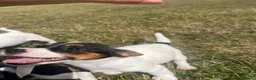 Jack Russell dogs for sale: Gorgeous Jack Russell Puppies  - Advert 23
