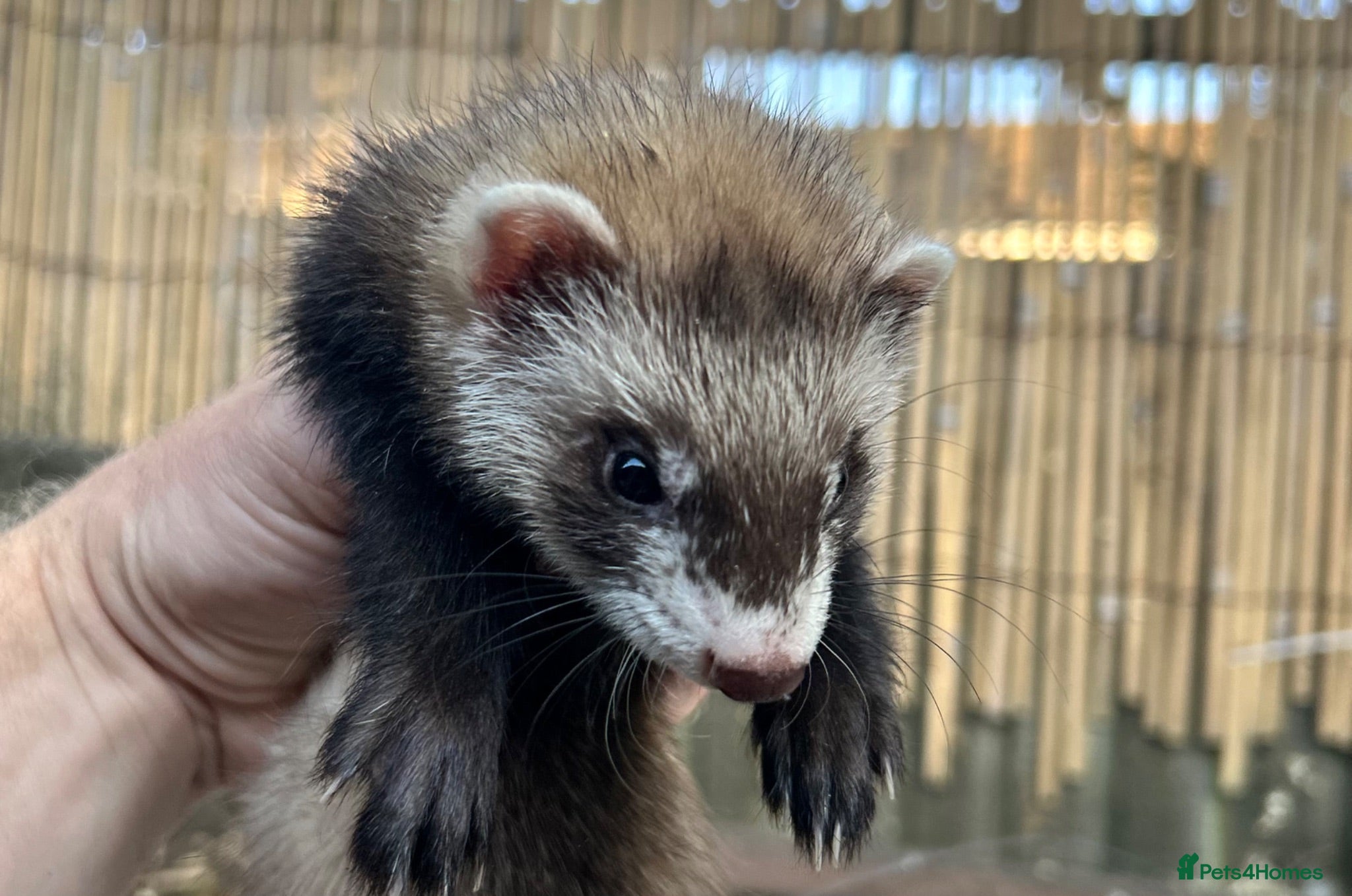 Ferret rodents Working strain polecat hob kit  - Advert 1