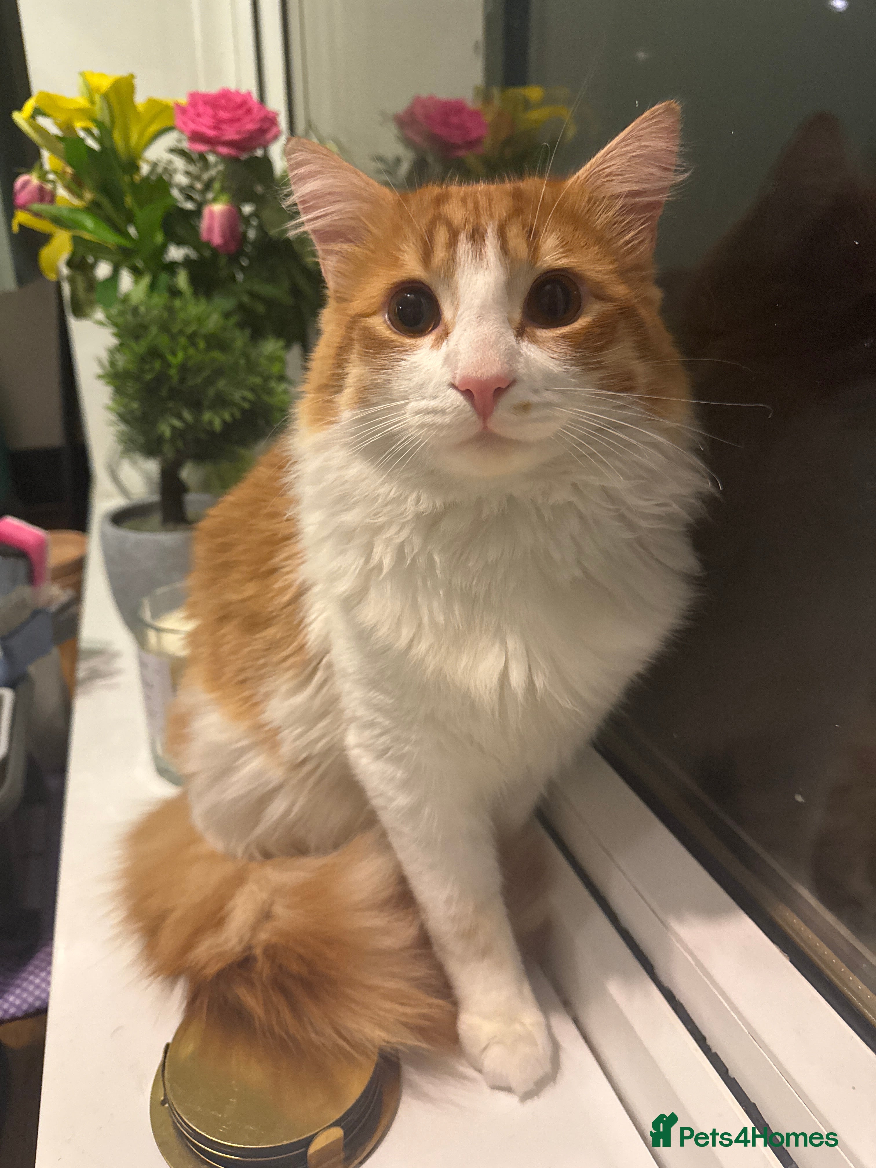 Mixed Breed cats Ginger boy mixed with ragdoll - Advert 1