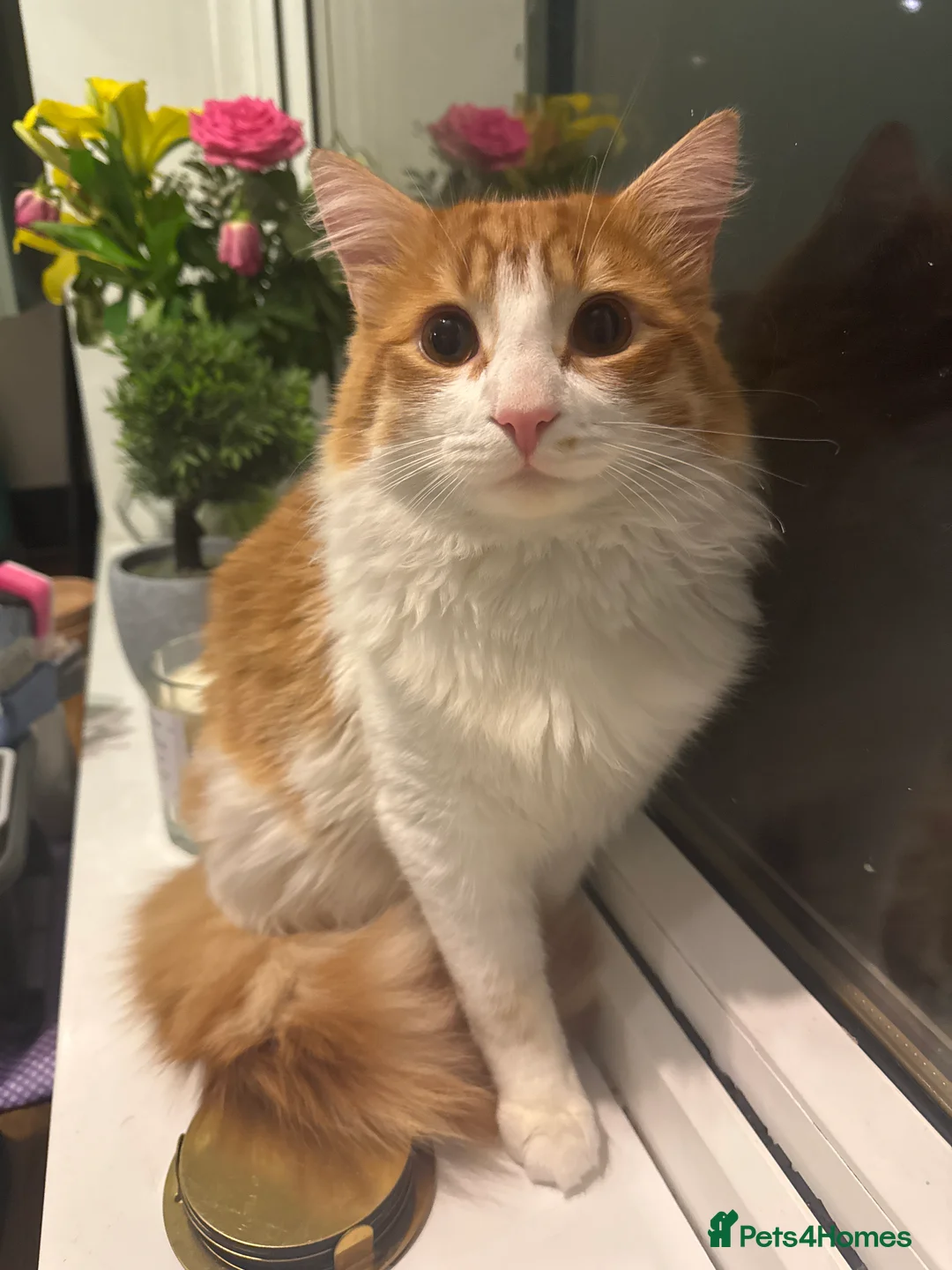 Mixed Breed cats for sale: Ginger boy mixed with ragdoll - Advert 1