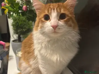 Mixed Breed cats Ginger boy mixed with ragdoll - Advert 2