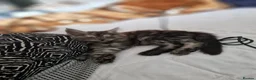 Maine Coon cats for sale: 2 beautiful Maine Coones left - Advert 4