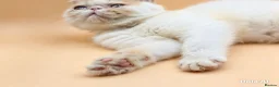 Exotic cats for sale:  Exotic Shorthair Girl, Feisty & Loving - Advert 6