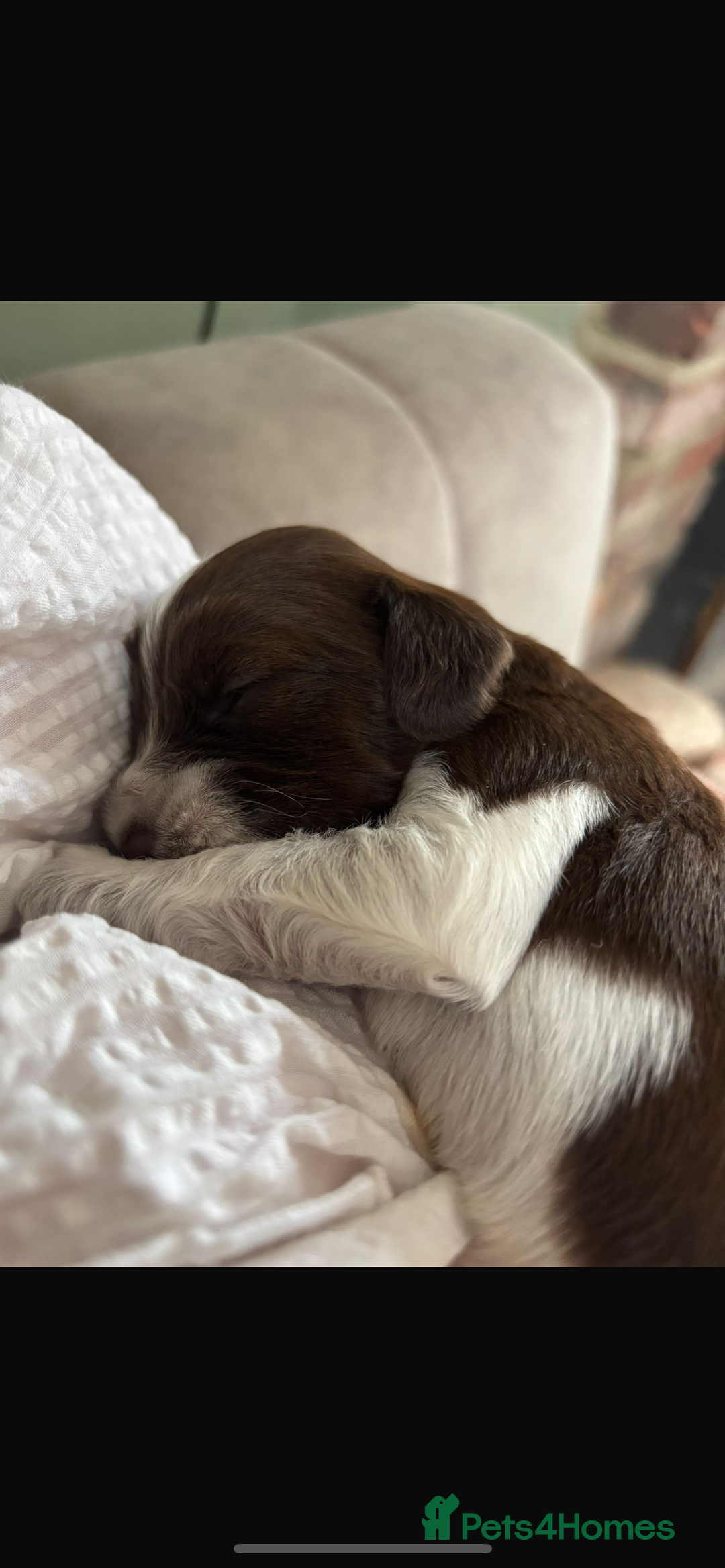Mixed Breed dogs for sale: CockerpooXitalian spinone poo  - Image 5