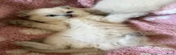 Scottish Fold cats for sale: Scottish fold kittens ready for reservation - Advert 13
