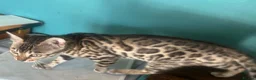 Bengal cats for sale: Supper friendly TICA registered kittens  - Advert 15