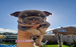 French Bulldog dogs for sale: Rosie litter  - Image 28