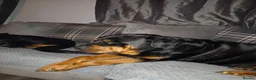 Rottweiler dogs for sale: Chunky full rottie pups  - Advert 18