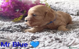 Cavapoo dogs for sale: Beautiful F1 cavapoo puppies  - Image 15