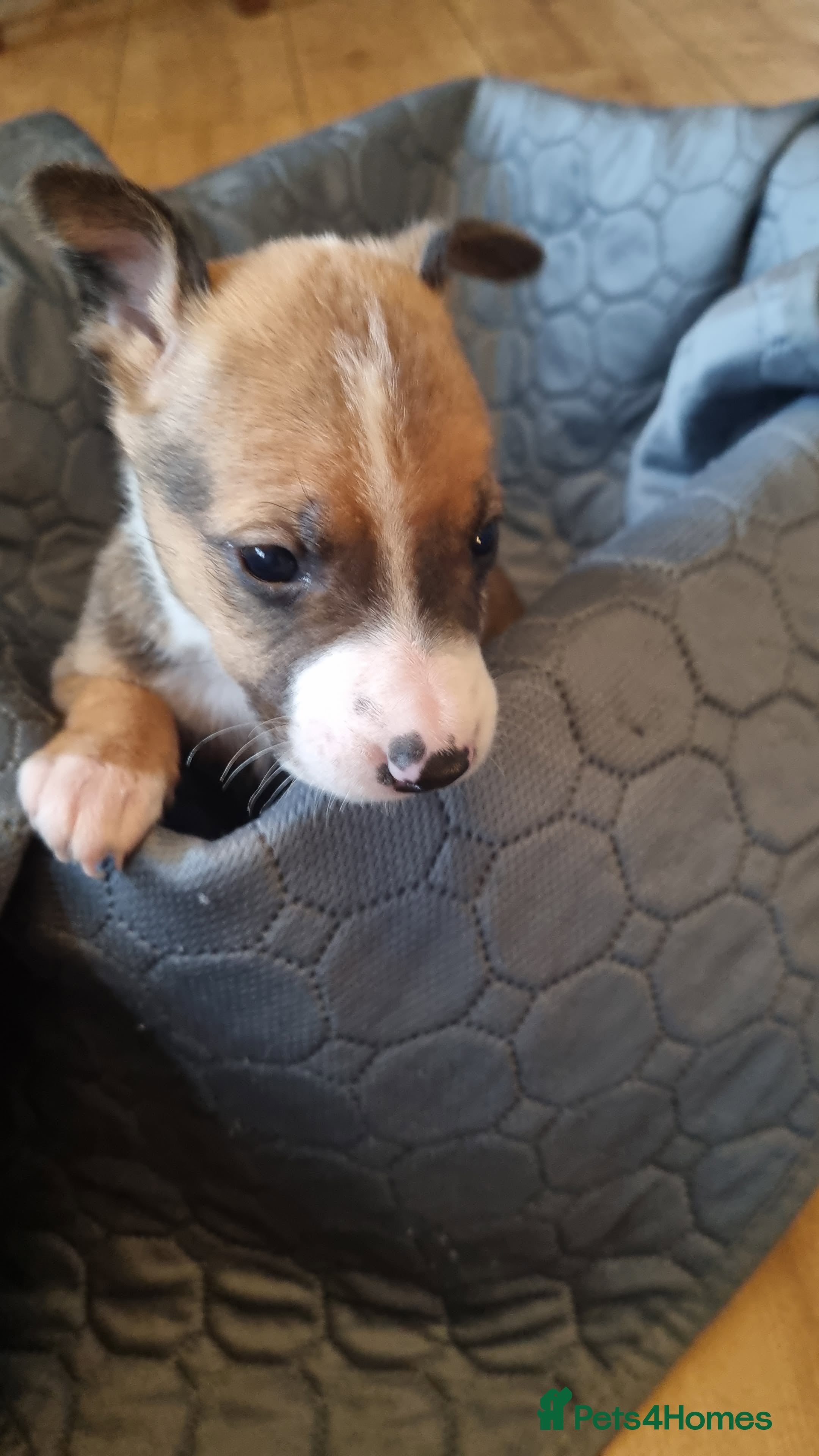 Mixed Breed dogs for sale: Stunning mixed liter of Belgiu malis x staff pups  - Advert 1