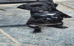 Mixed Breed dogs for sale: Adorable pug puppies  - Image 2