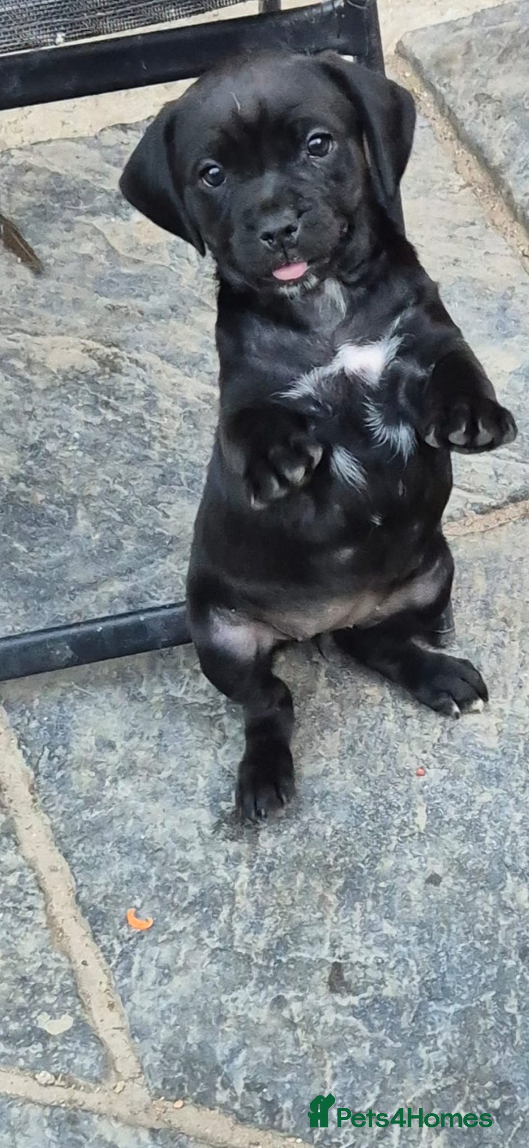Mixed Breed dogs for sale: Adorable pug puppies  - Image 2