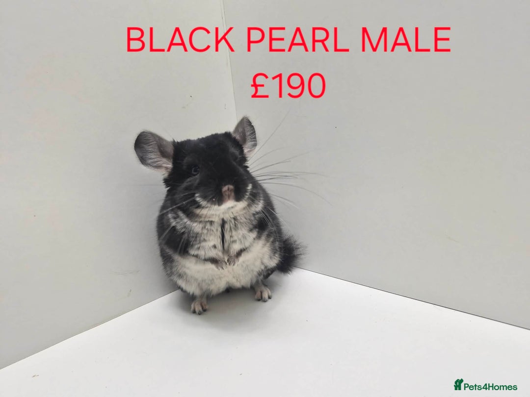 Chinchilla rodents for sale: STUNNING BABIES CHINCHILLA MIX COLOURS AND GENDER  - Advert 3