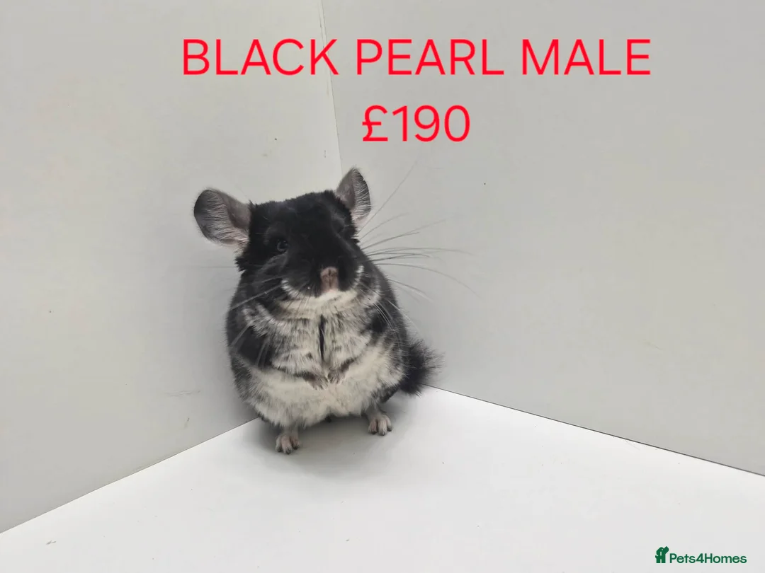 Chinchilla rodents for sale: STUNNING BABIES CHINCHILLA MIX COLOURS AND GENDER  - Advert 3