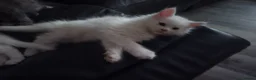 Maine Coon cats for sale: MAINE COON kitten - Advert 10