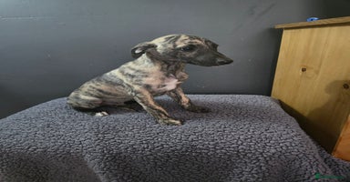Whippet dogs - Advert 9