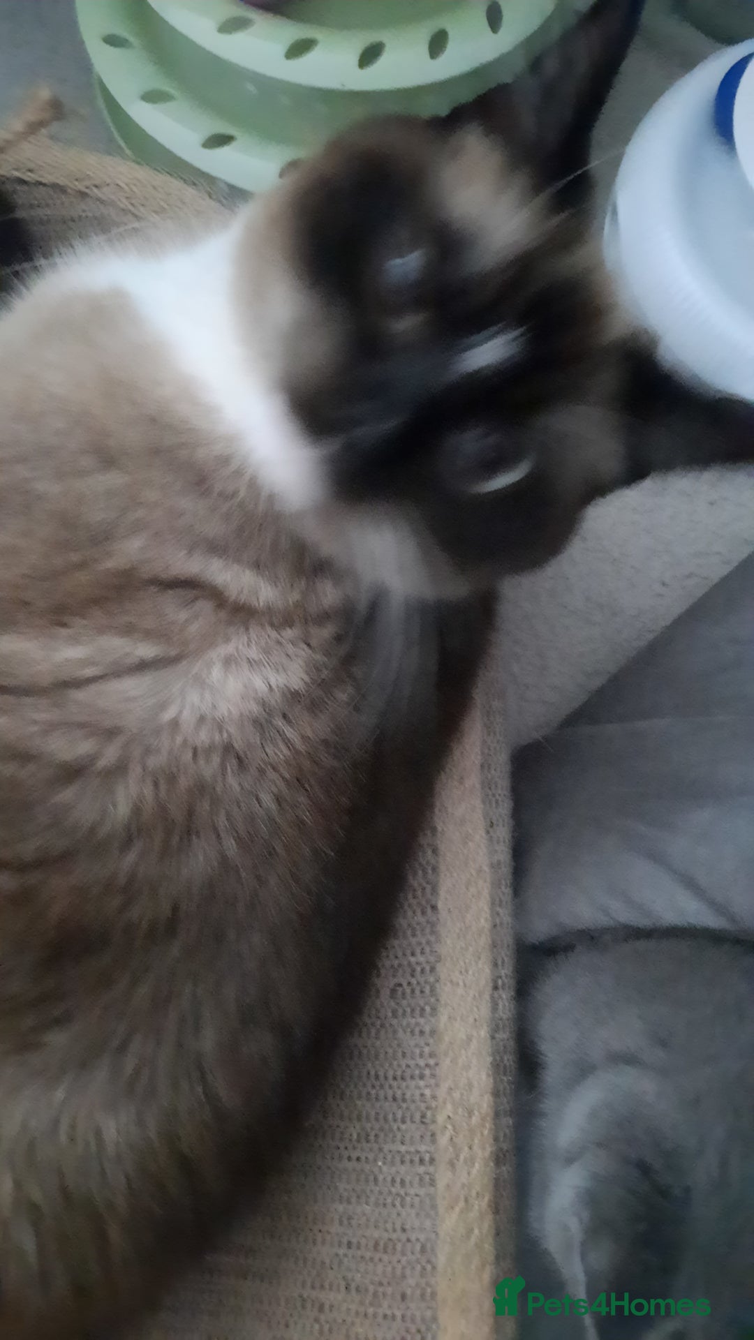 Mixed Breed cats for sale: Ragdoll x Persian  - Advert 2