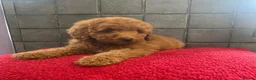 Miniature Poodle dogs for sale: Stunning miniature poodle  in Rochdale - Advert 4