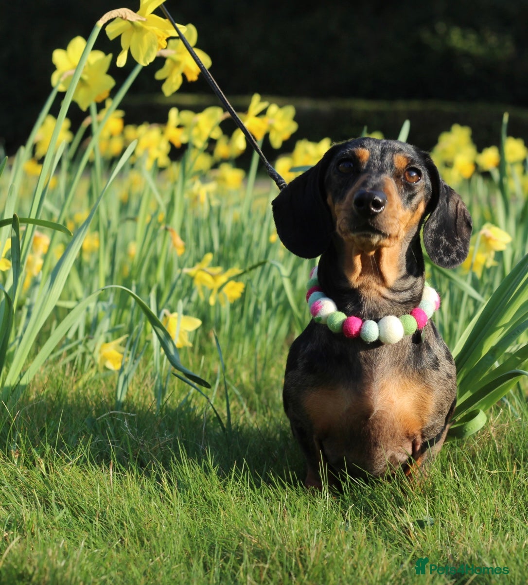 Miniature Dachshund dogs Beautiful IVDD Screened, silver dapple girl  - Advert 1