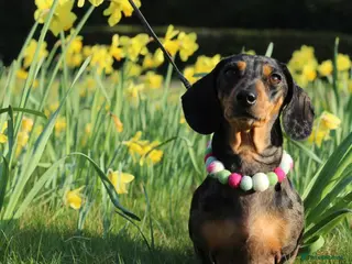 Miniature Dachshund dogs Beautiful IVDD Screened, silver dapple girl - Advert 1