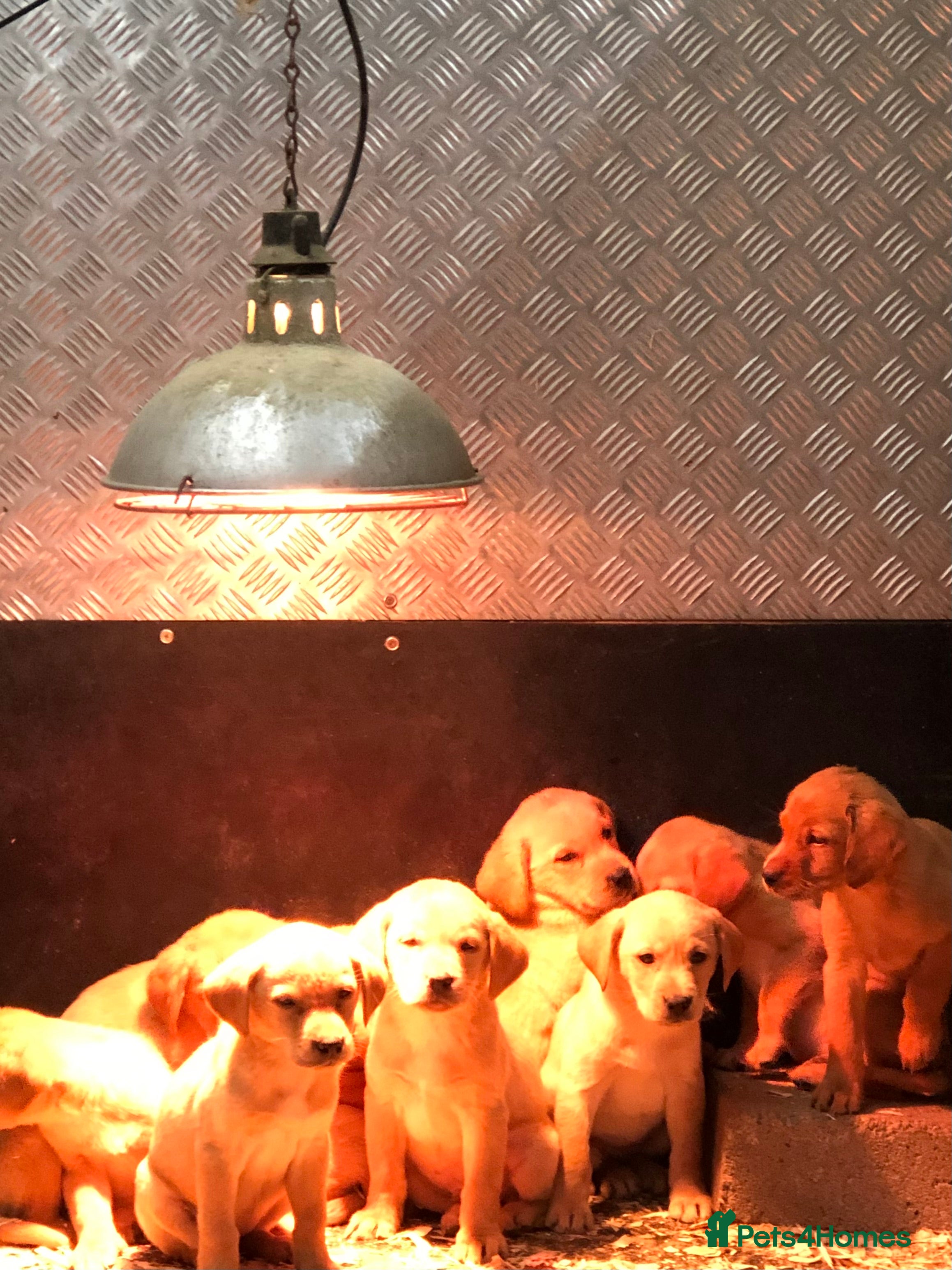 Labrador Retriever dogs lovely fox red labrador pups  - Advert 5