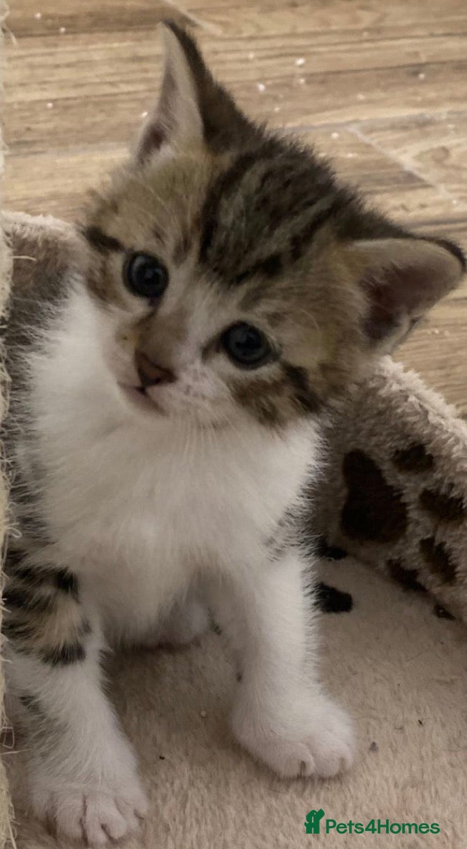 Mixed Breed cats Adorable ragdoll cross kittens - Advert 1