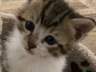 Mixed Breed cats Adorable ragdoll cross kittens - Advert 1