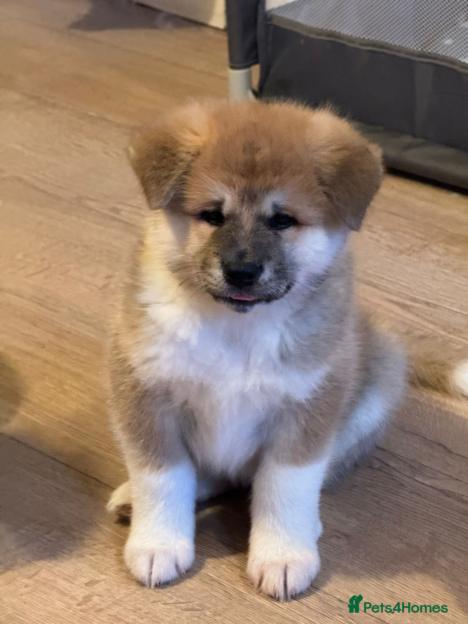 Akita dogs Akita puppy - Advert 8