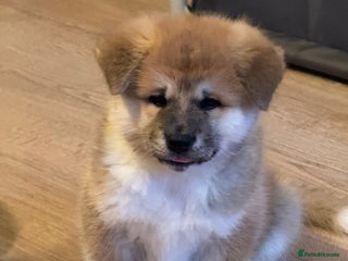 Akita dogs Akita puppy - Advert 8