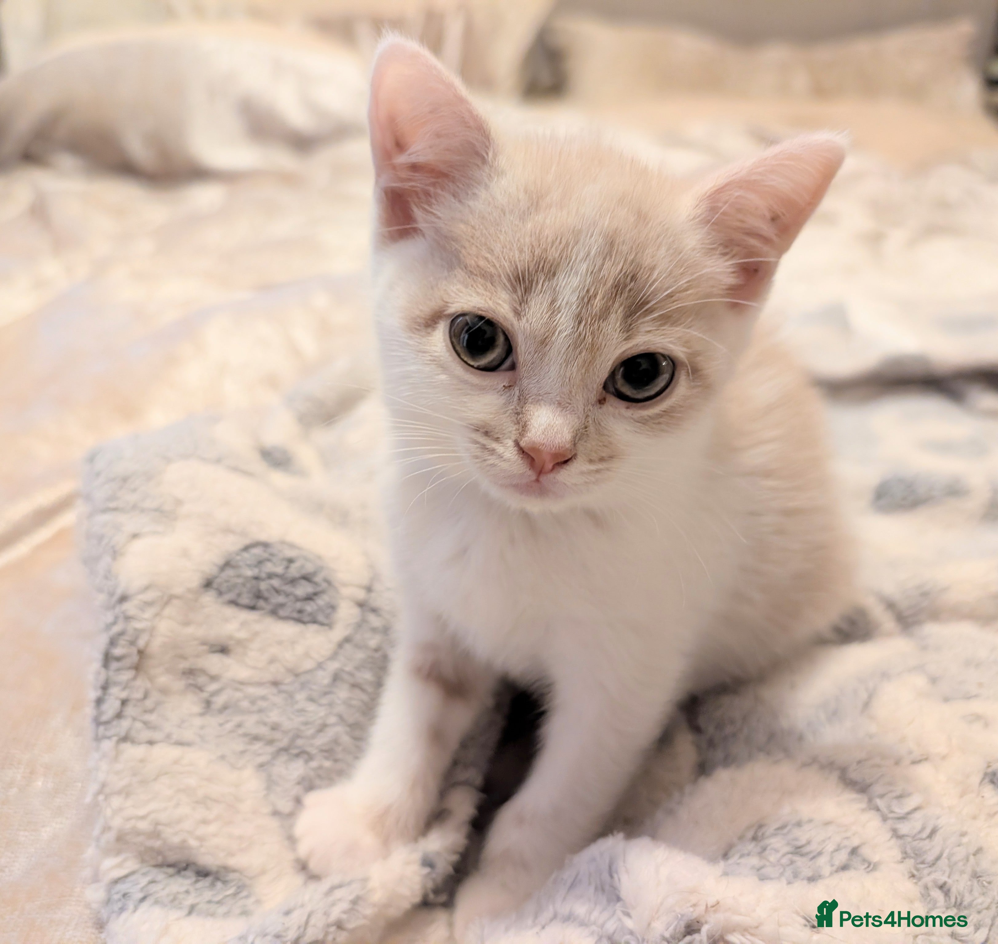 Mixed Breed cats Rainbow litter of kittens - part BSH - Advert 1