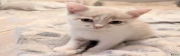 Mixed Breed cats for sale: Rainbow litter of - part BSH - Advert 5