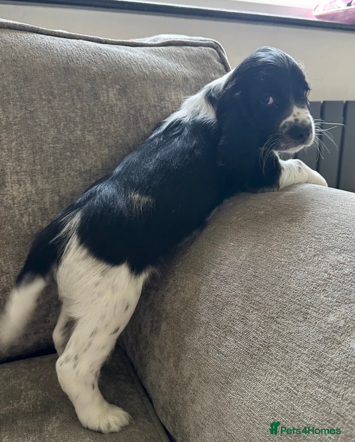 Sprocker dogs The prettiest sprockers looking forever homes  - Advert 7