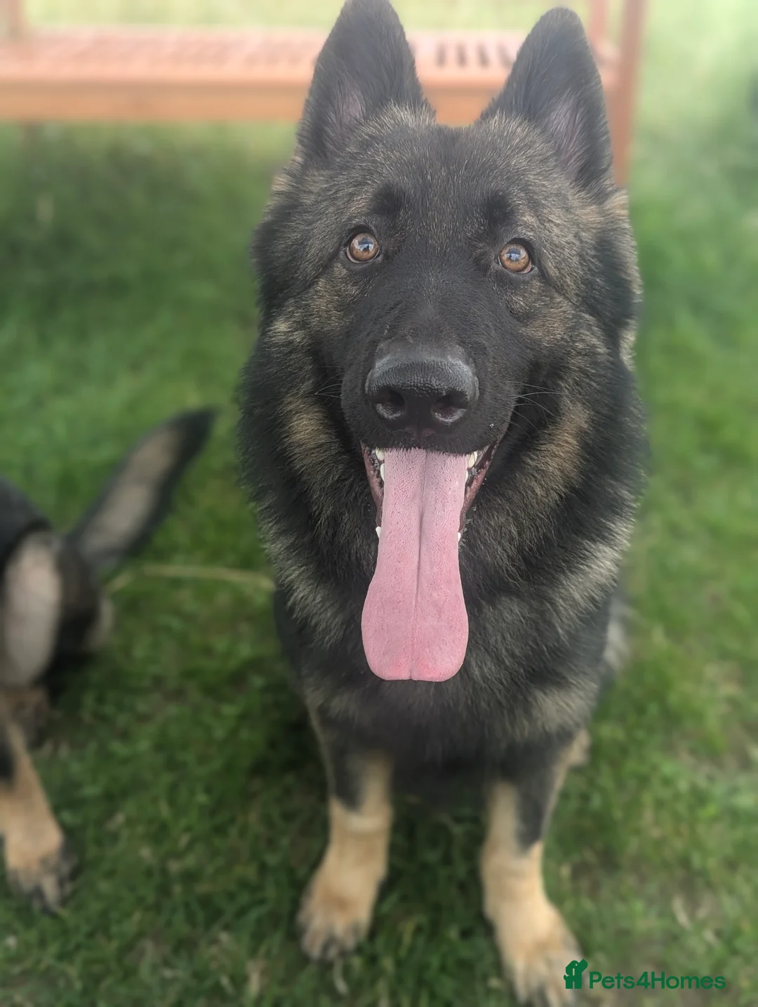 German Shepherd dogs for stud: PROVEN German shepherd for stud  in Bexhill-on-Sea - Advert 4