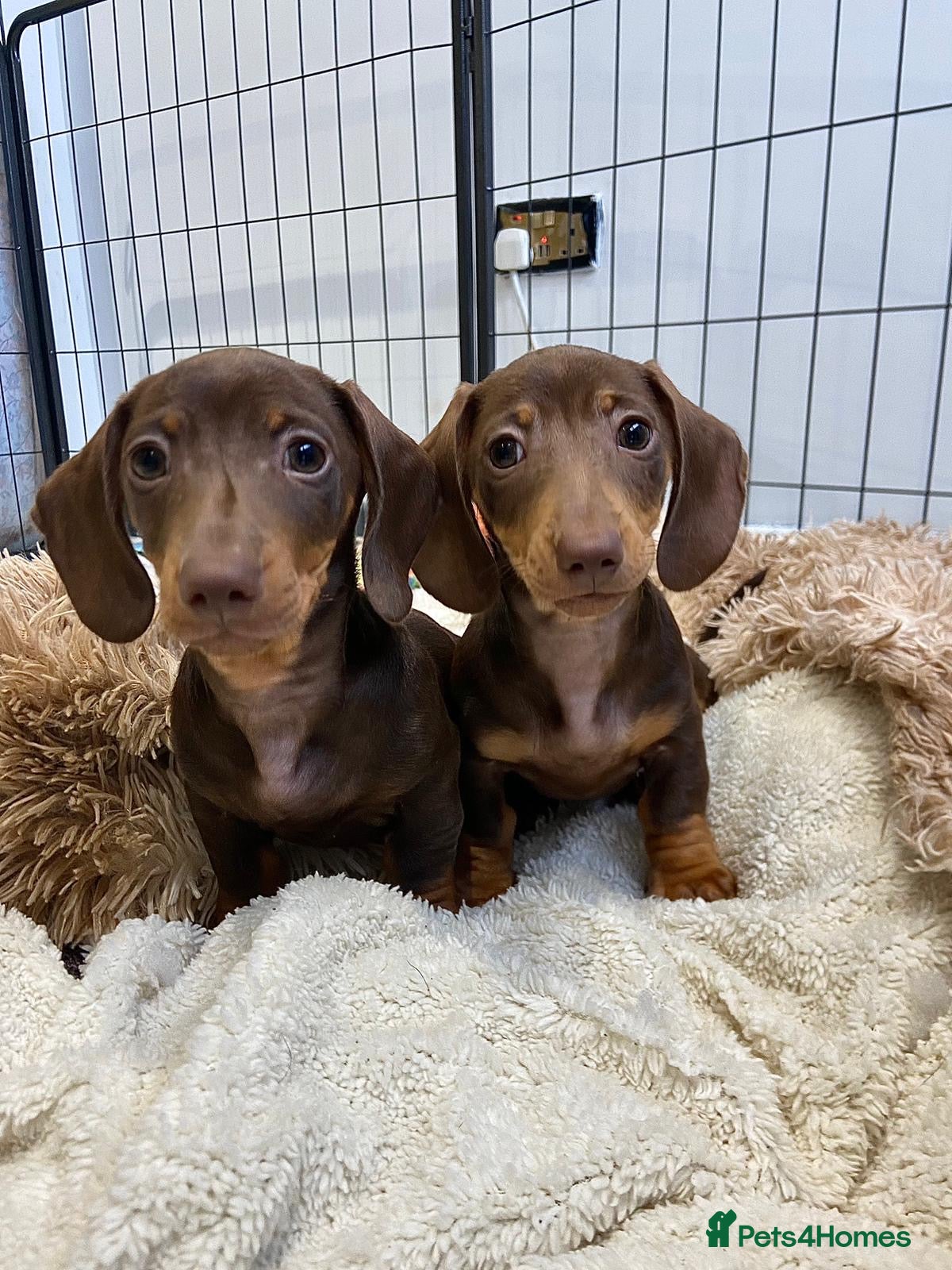 Miniature Dachshund dogs TWO Beautiful Dachshund Male Puppies Ready now  - Advert 17