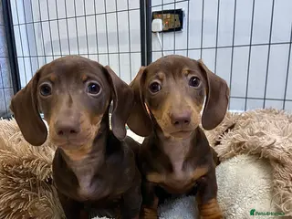 Miniature Dachshund dogs TWO Beautiful Dachshund Male Puppies Ready now - Advert 17