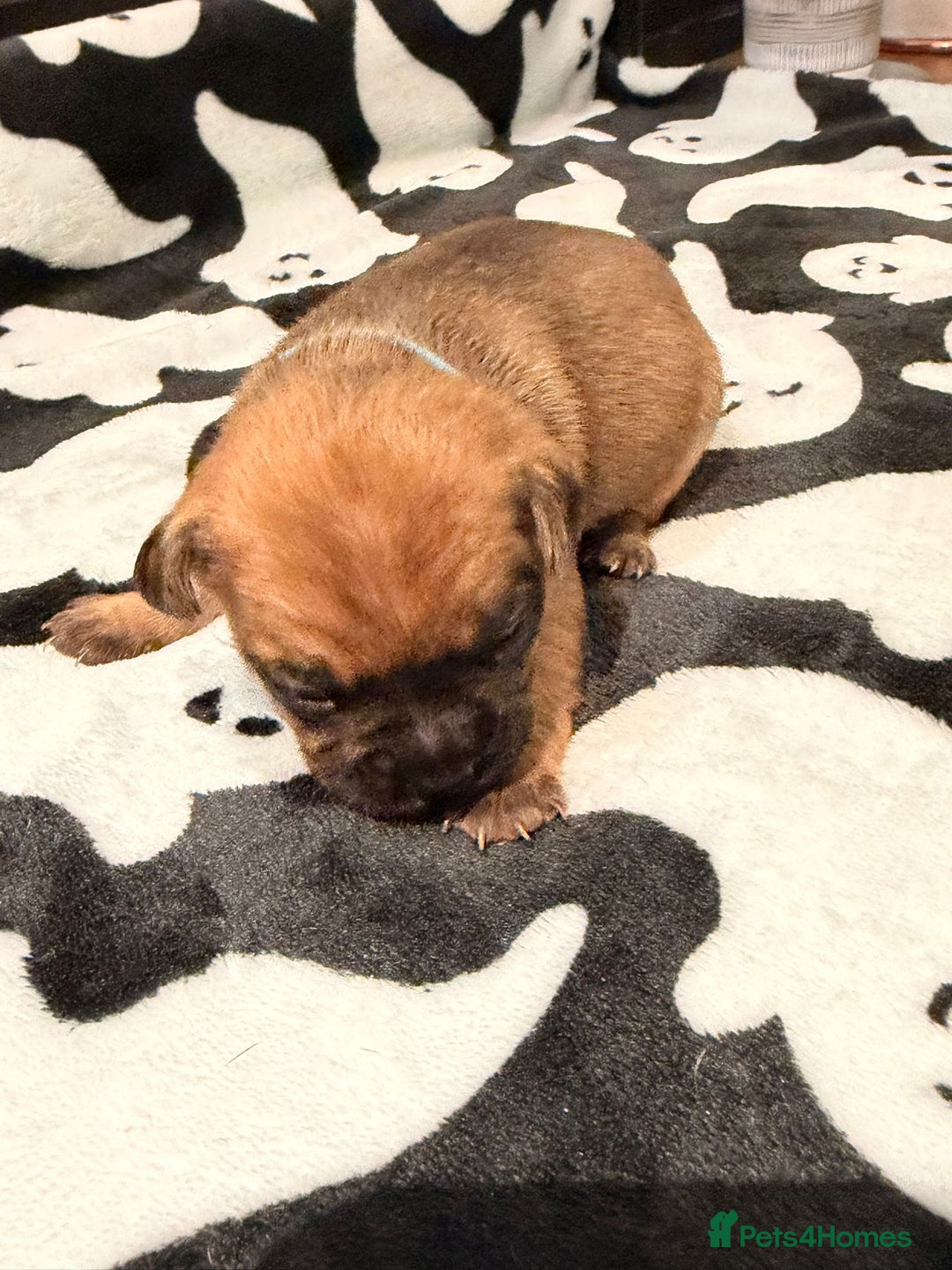 Mixed Breed dogs for sale: 6 beautiful French bulldog x Patterdale pups - Image 8