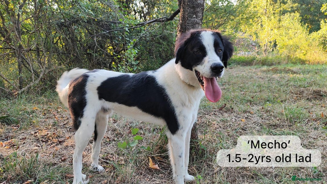 Mixed Breed dogs for adoption: Mecho, 1.5-2 yrs old. Available for adoption. - Image 13