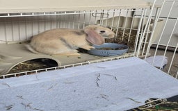Mixed Breed rabbits for sale: 2 x Lop eared bunnies - Image 4