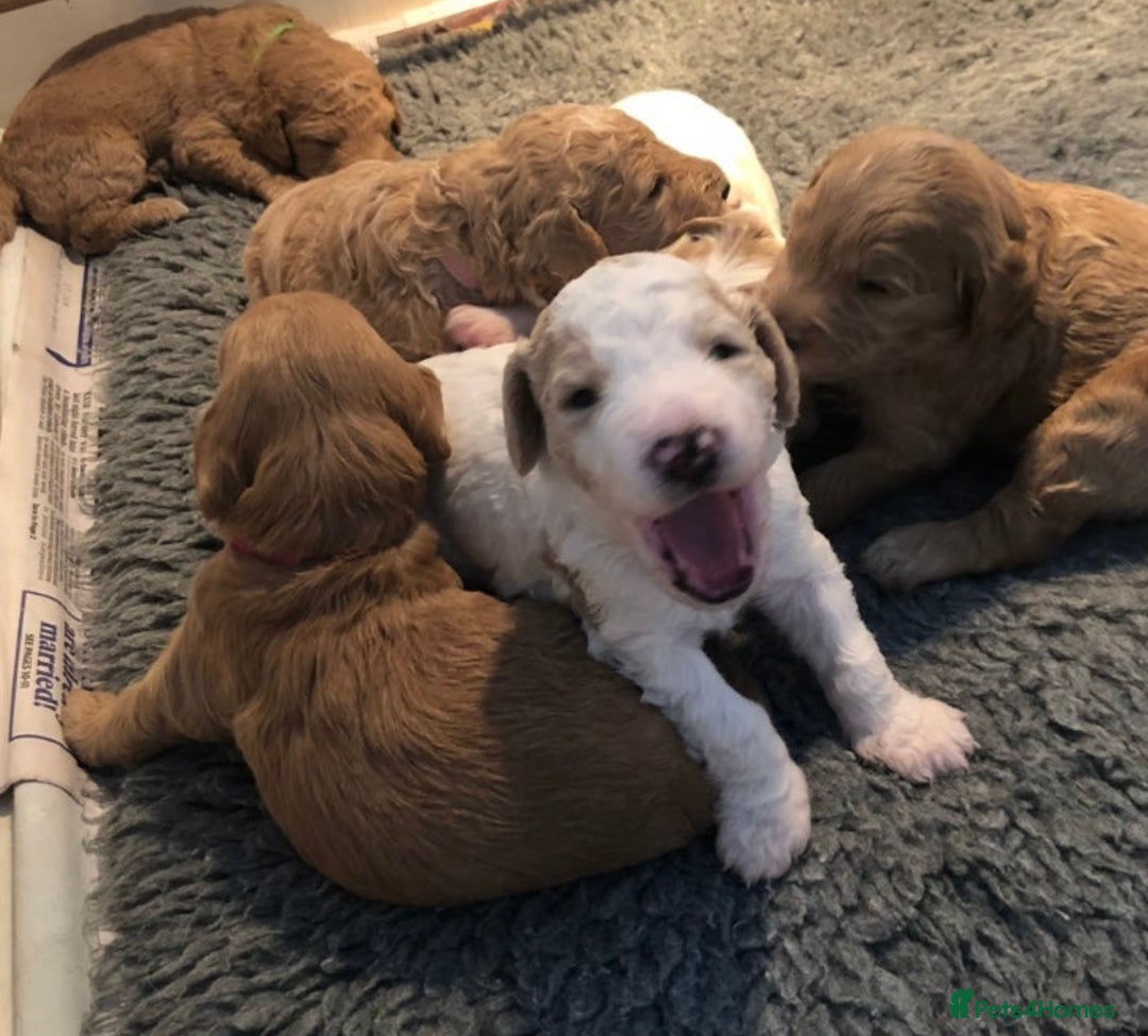 Goldendoodle dogs for stud: Australian double doodle Goldendoodle STUD in Falmouth - Image 5