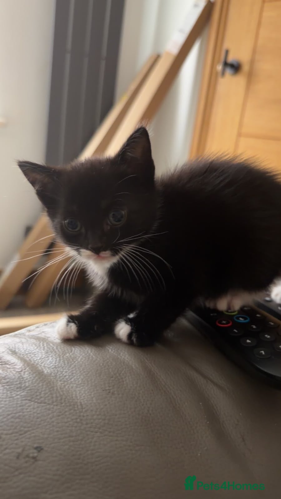 Mixed Breed cats Kittens for sale  - Advert 1