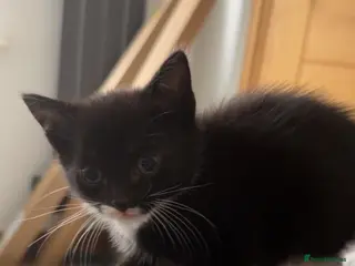 Mixed Breed cats Kittens for sale - Advert 1