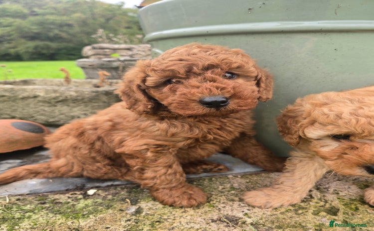 Miniature Poodle dogs - Advert 4