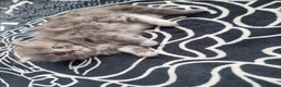 Ragdoll cats for sale: Ragdoll - Advert 16