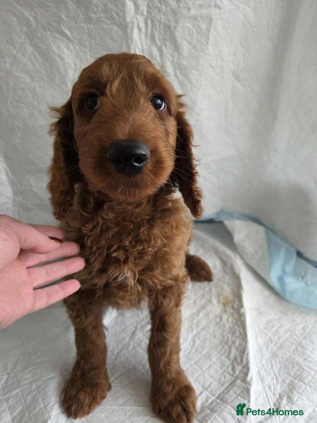Goldendoodle dogs for sale: 👑Superb Rare Toy/Mini Deepest Red Goldendoodles👑 - Image 5