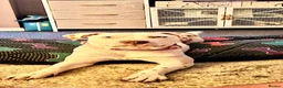 American Bull Staffy dogs for sale: Beautiful American Bulldog x Staffy girl.  - Advert 2