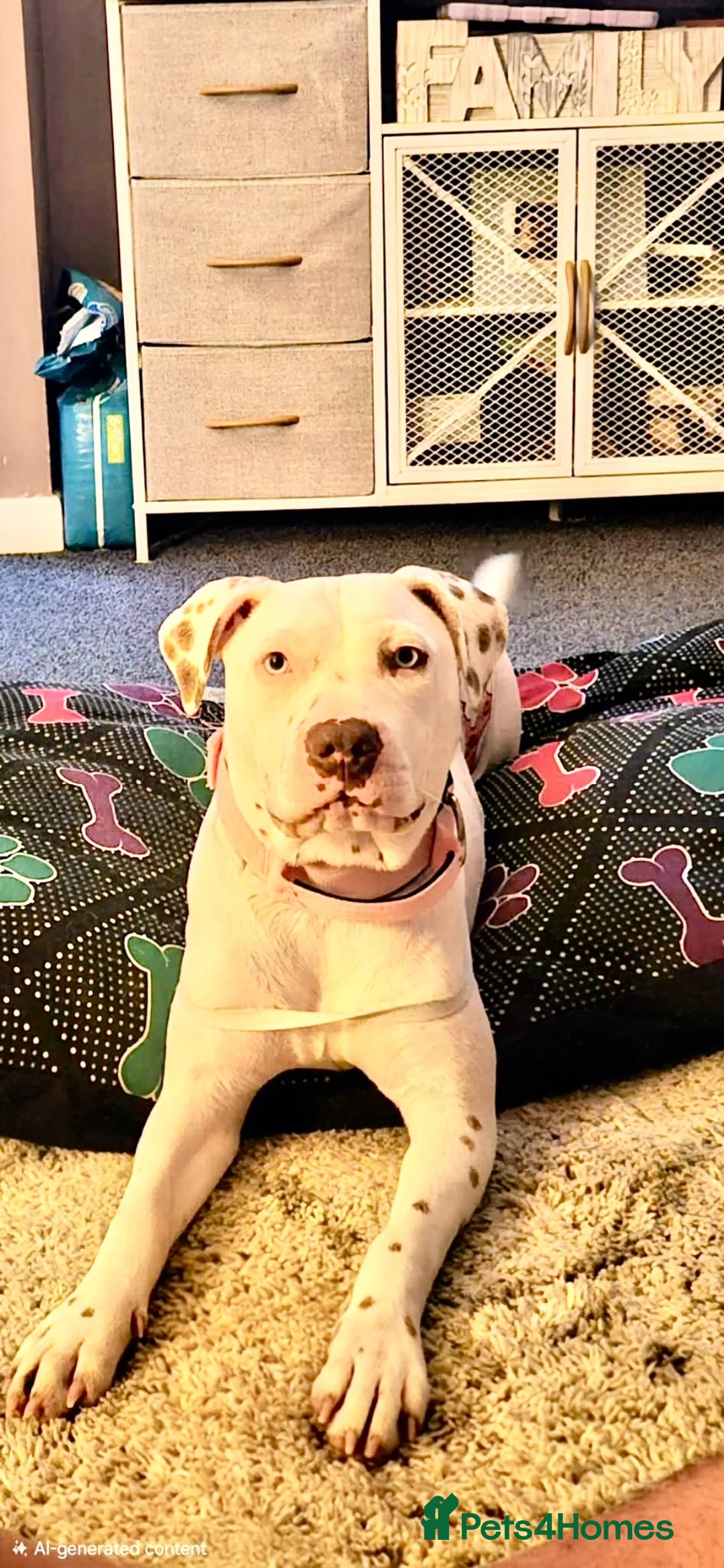American Bull Staffy dogs for sale: Beautiful American Bulldog x Staffy girl.  - Advert 2